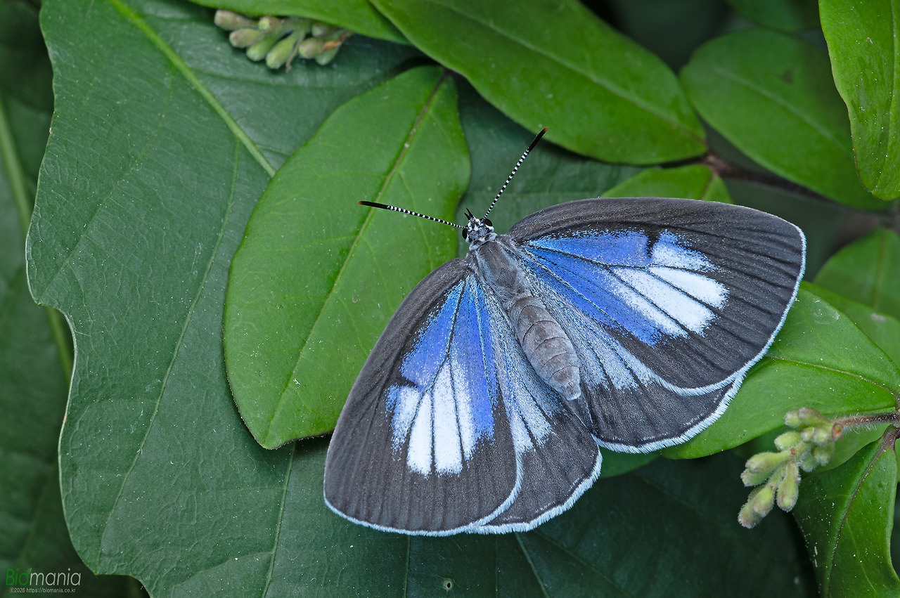 G78_5747 선녀부전나비.jpg