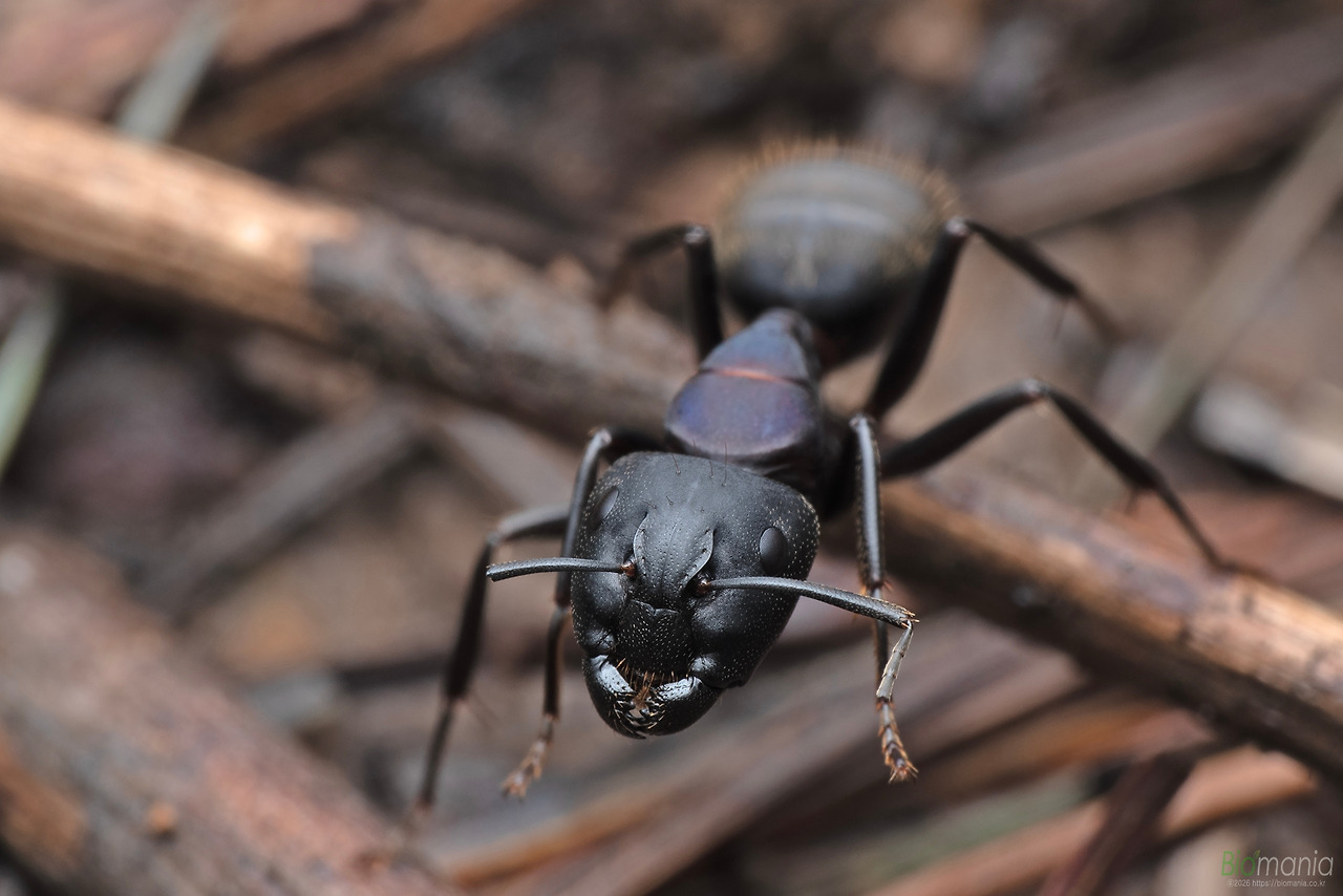 GJH_1915 한국홍가슴개미 병정.jpg