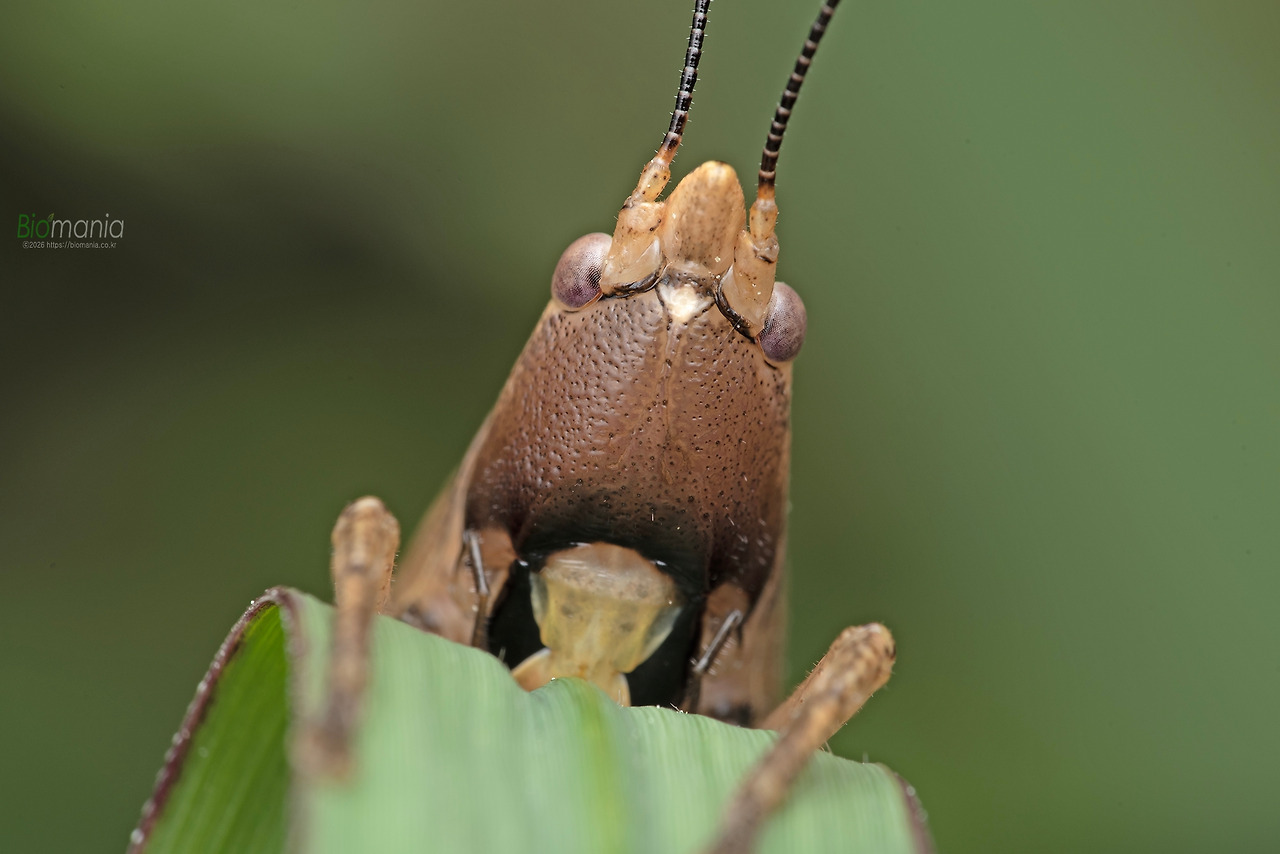 GJH_8042 꼬마여치베짱이.jpg