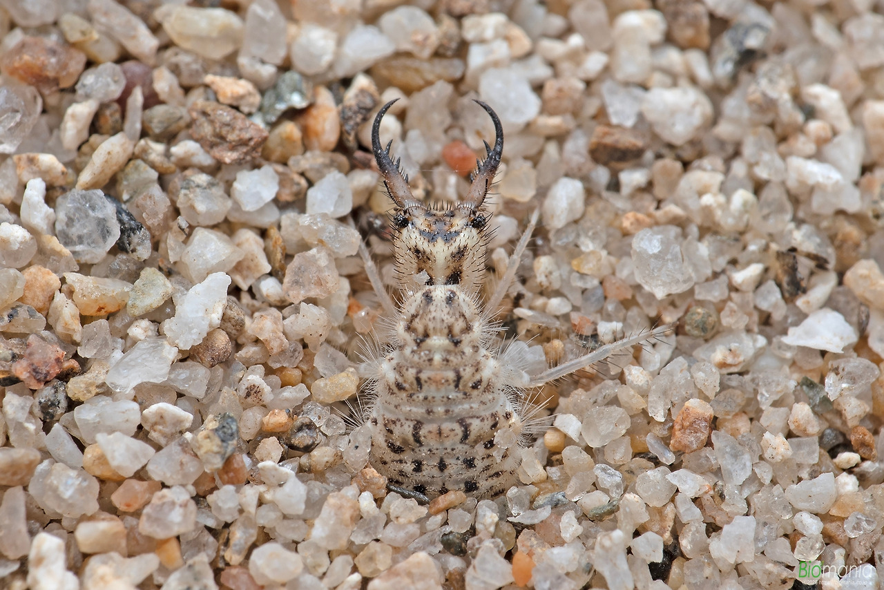 GJH_7366 왕명주잠자리 유충.jpg