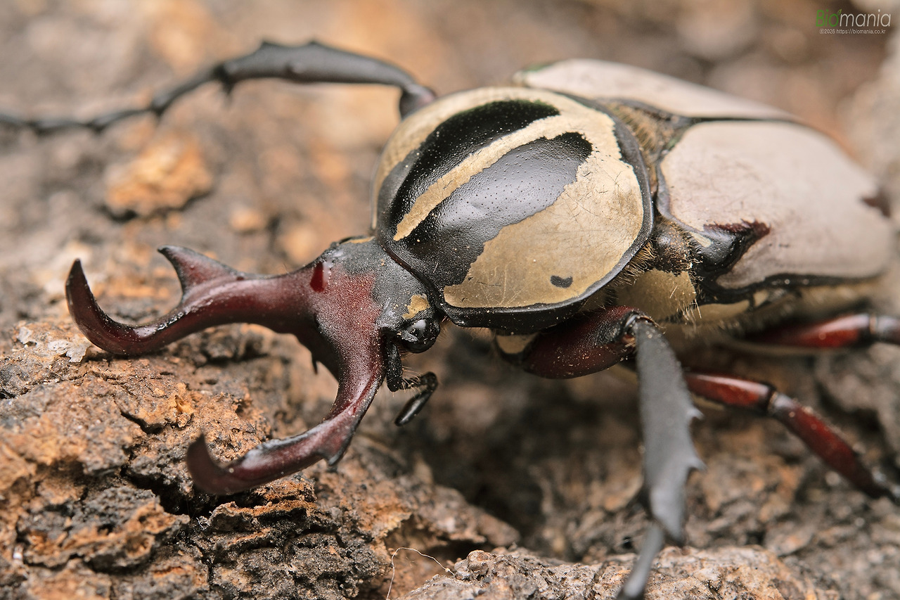 GJH_8787 사슴풍뎅이.jpg