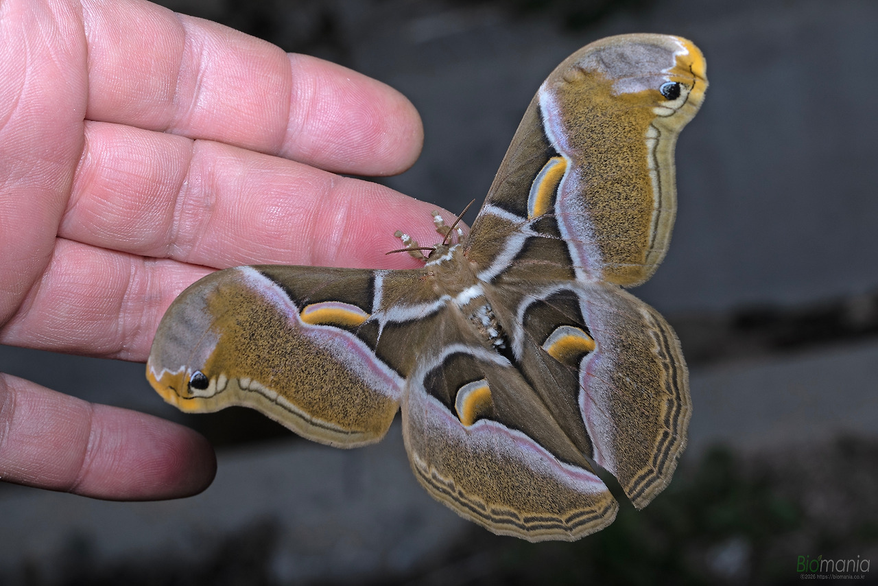 GJH_9299 가중나무고치나방.jpg