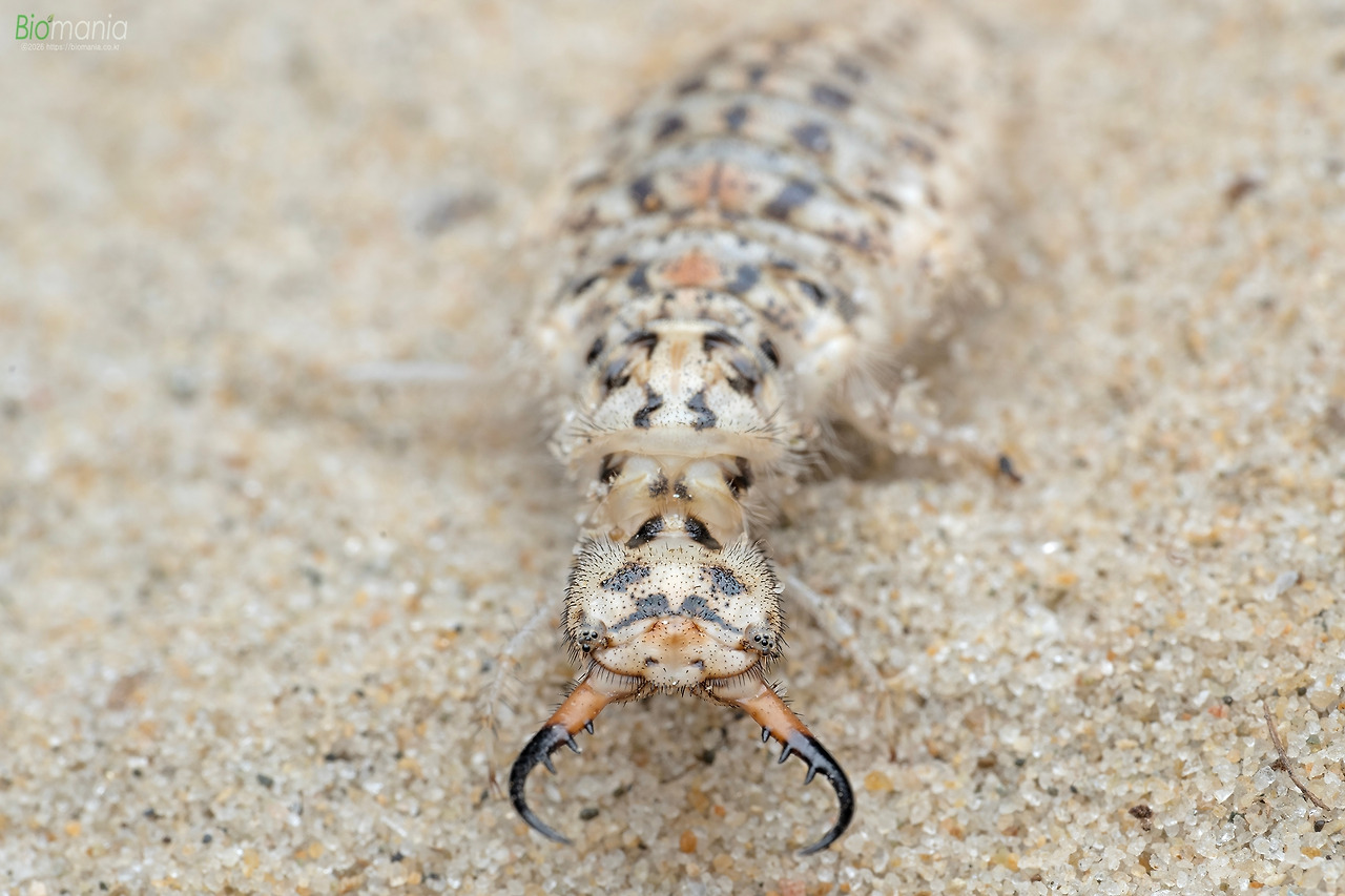 GZ0_50972 왕명주잠자리 유충.jpg