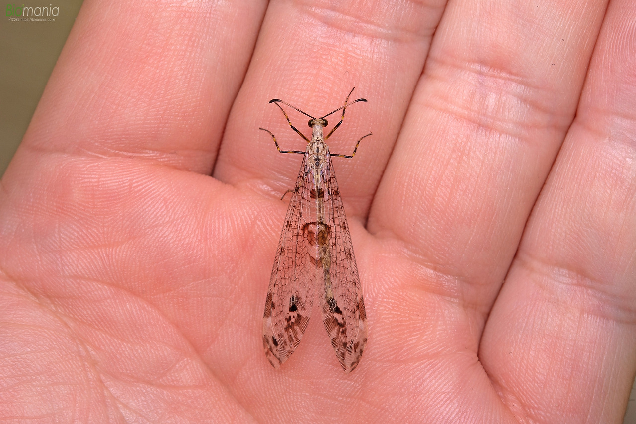 GJH_9777 애알락명주잠자리.jpg