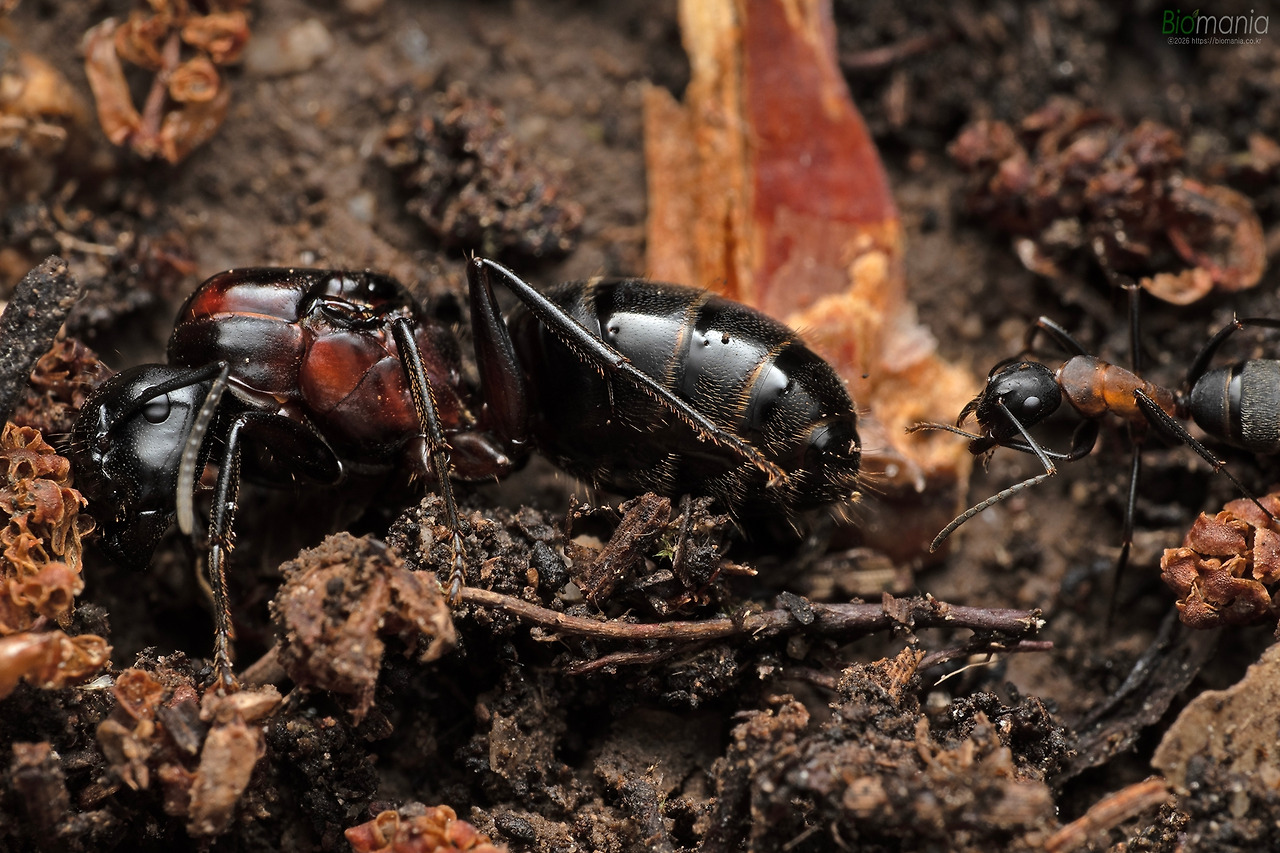 GJH_1346 한국홍가슴개미.jpg