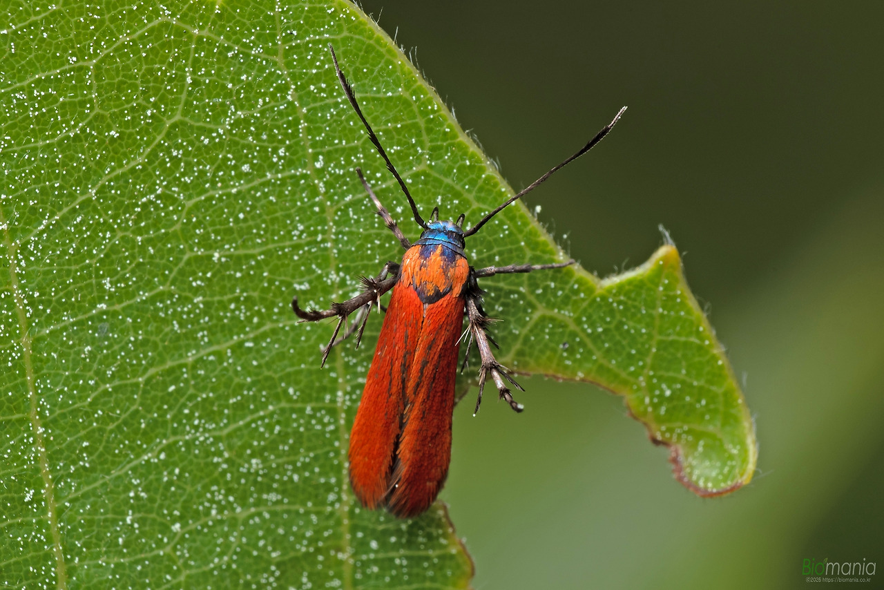 GJH_9228 붉은꼬마꼭지나방.jpg