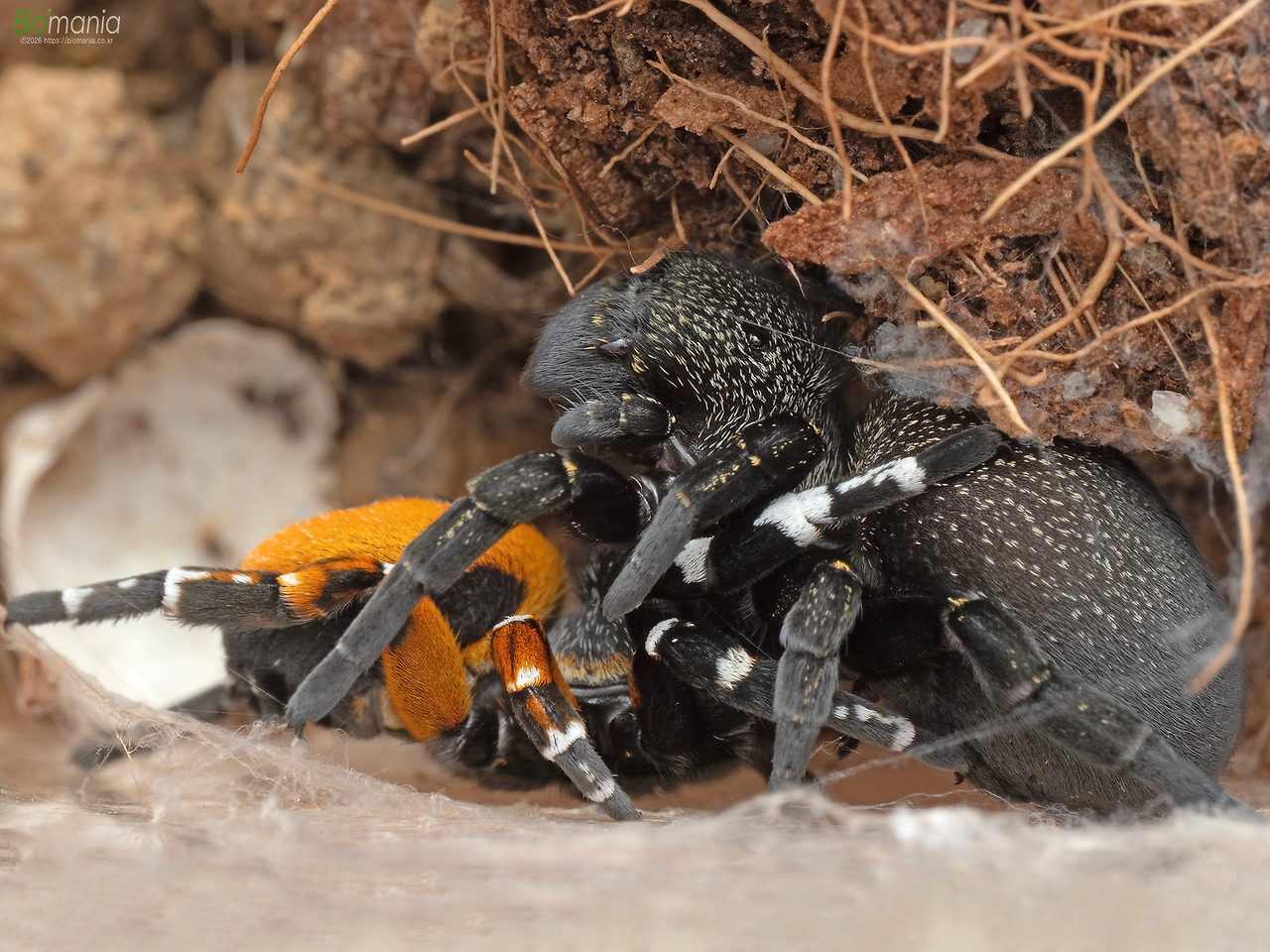 MA200071 주홍거미 짝짓기.jpg