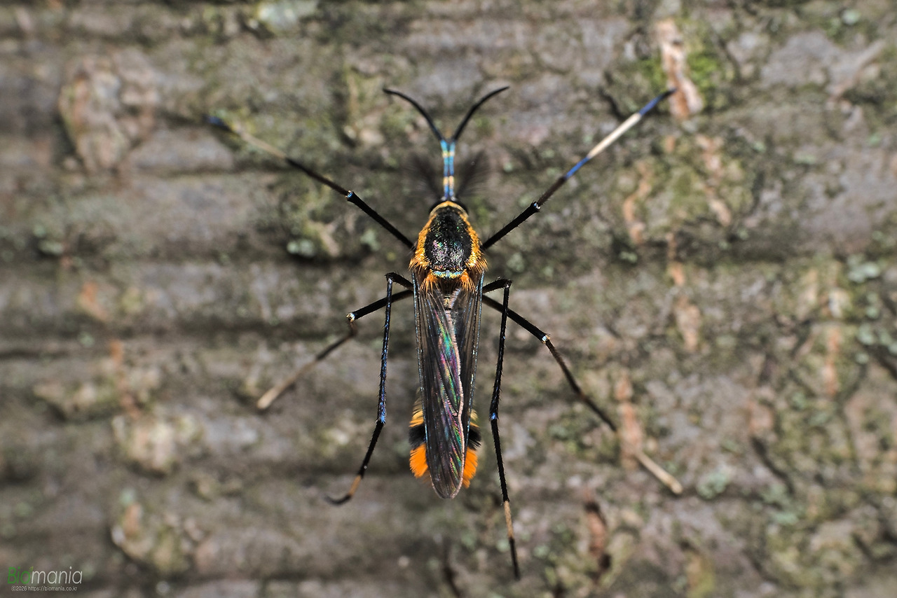 GJH_6219 광릉왕모기 201806 강릉.jpg