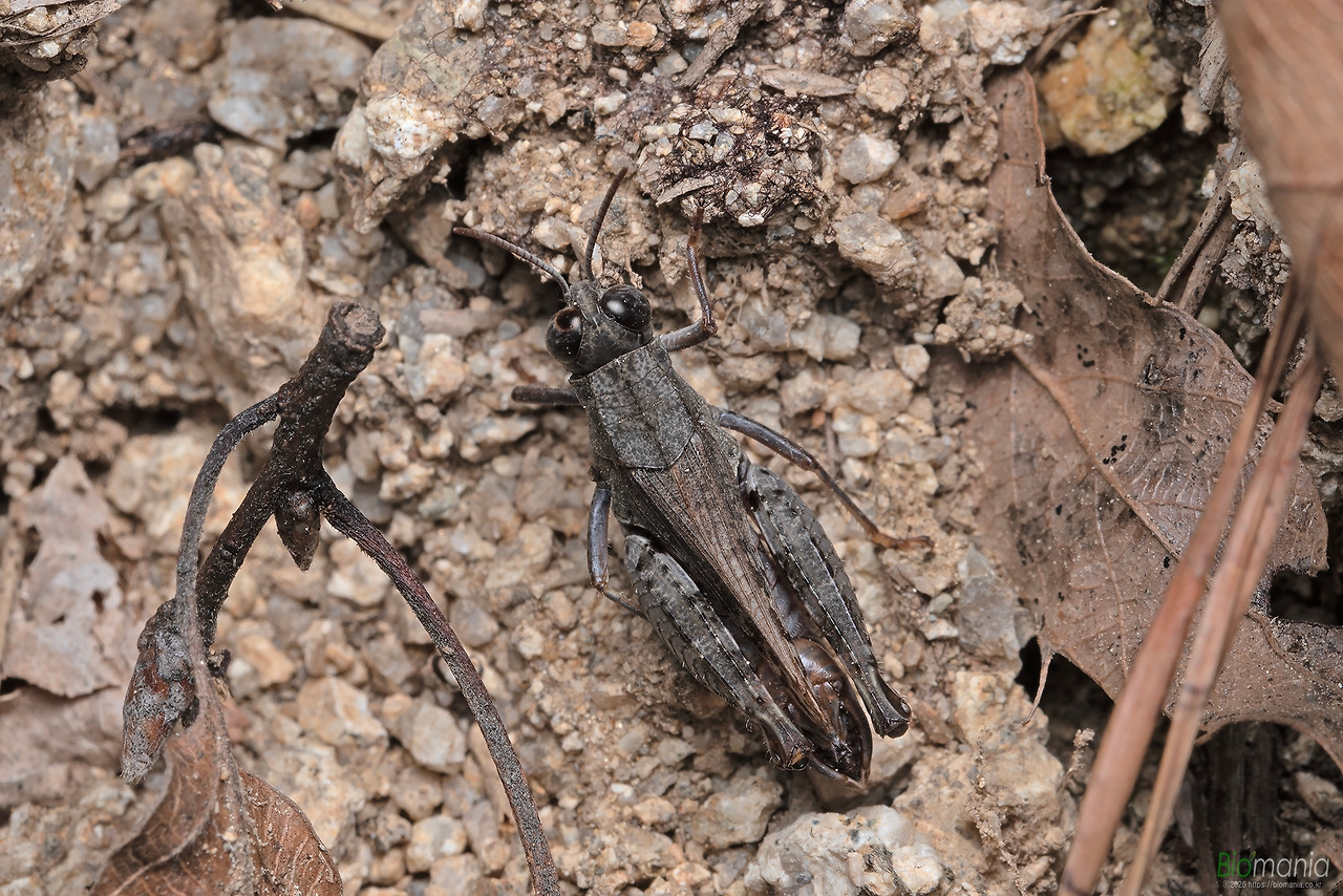 GJH_5501 땅딸보메뚜기 수컷.jpg