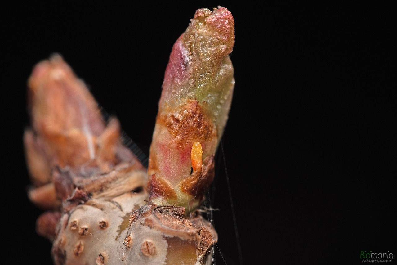 GJH_2011 설악거품벌레 발생.jpg