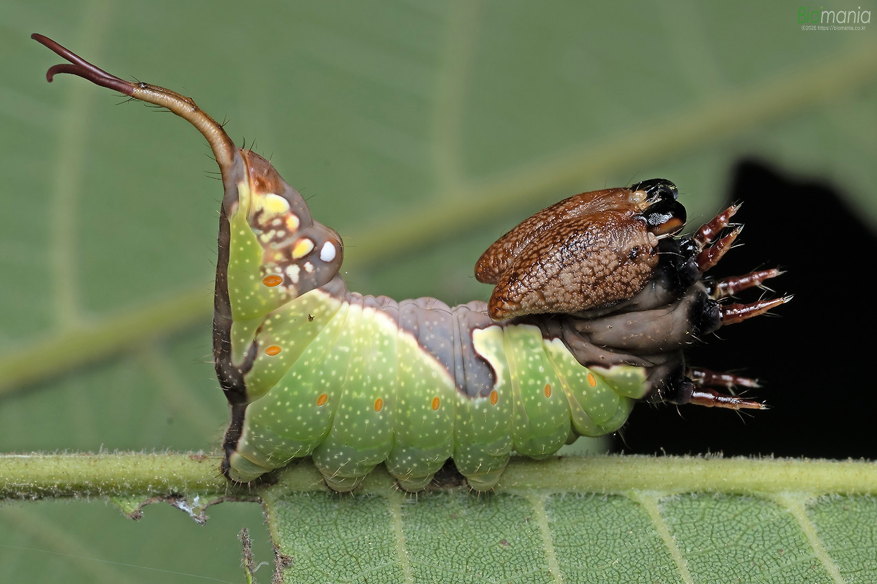 GZ0_9223 기생재주나방 애벌레.jpg