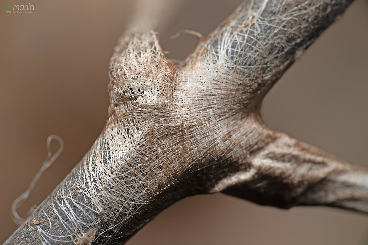 GJH_9430 가중나무고치나방 흔적.jpg