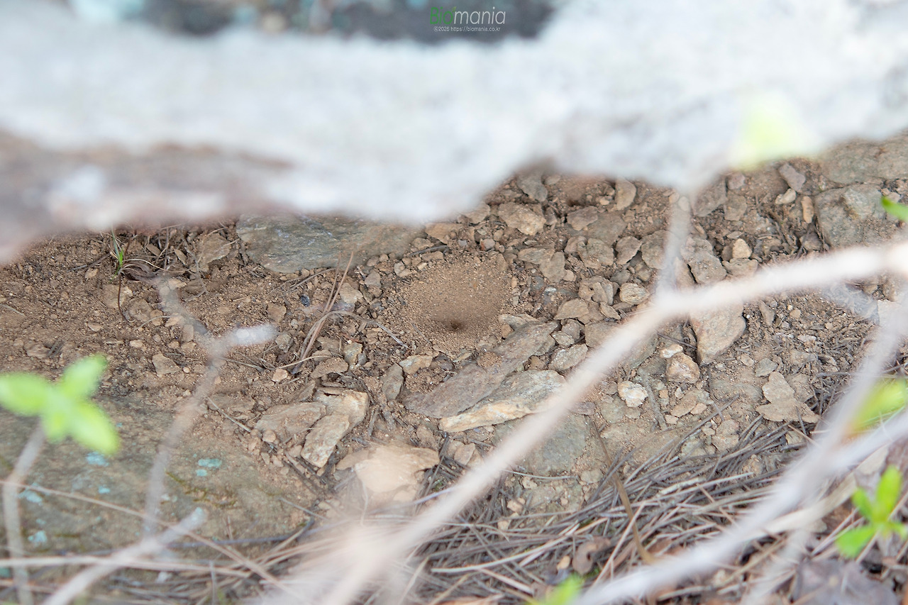 GJH_3821 명주잠자리 트랩.jpg