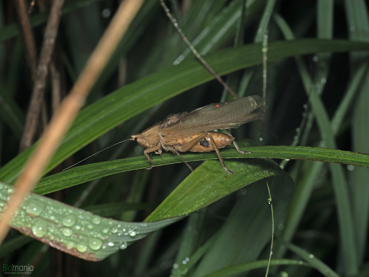 M6250321 꼬마여치베짱이 태안.jpg