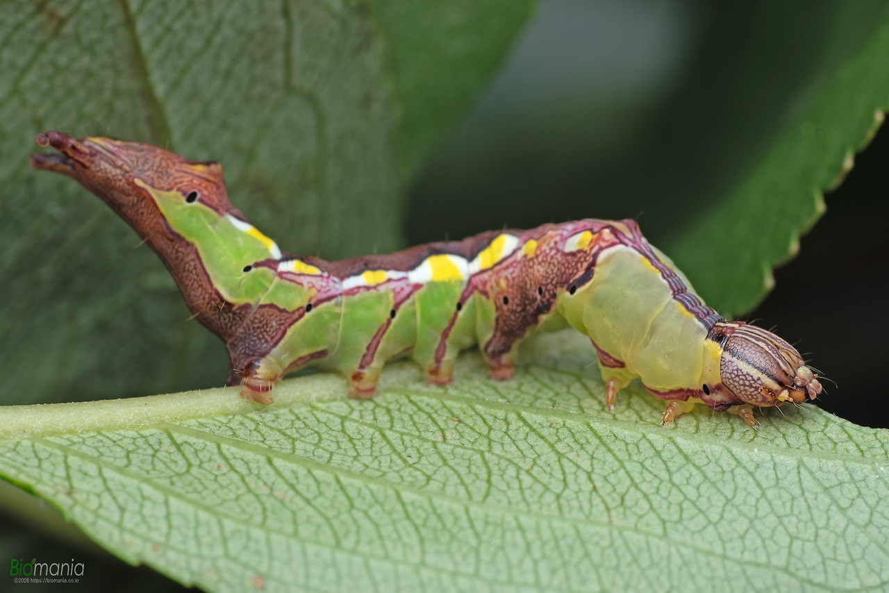 GJH_8624 먹무늬은재주나방 애벌레 아로니아.jpg