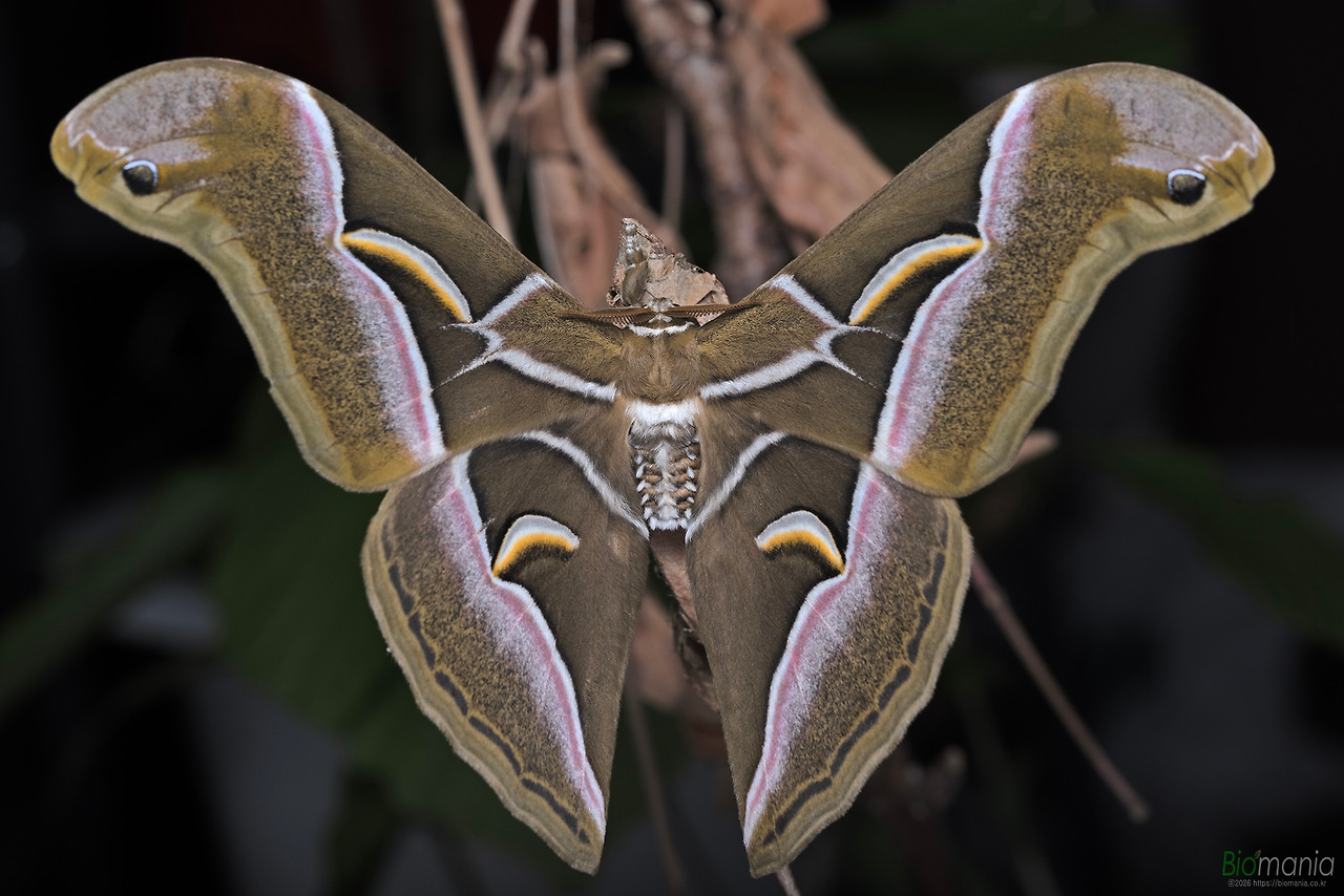 GJH_1905 가중나무고치나방.jpg