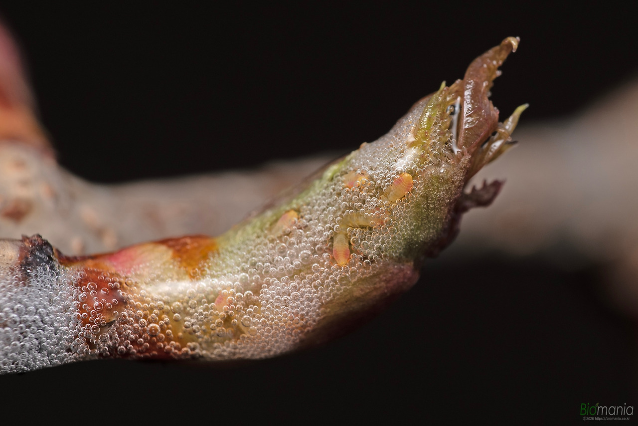 GJH_2105 설악거품벌레 1령.jpg