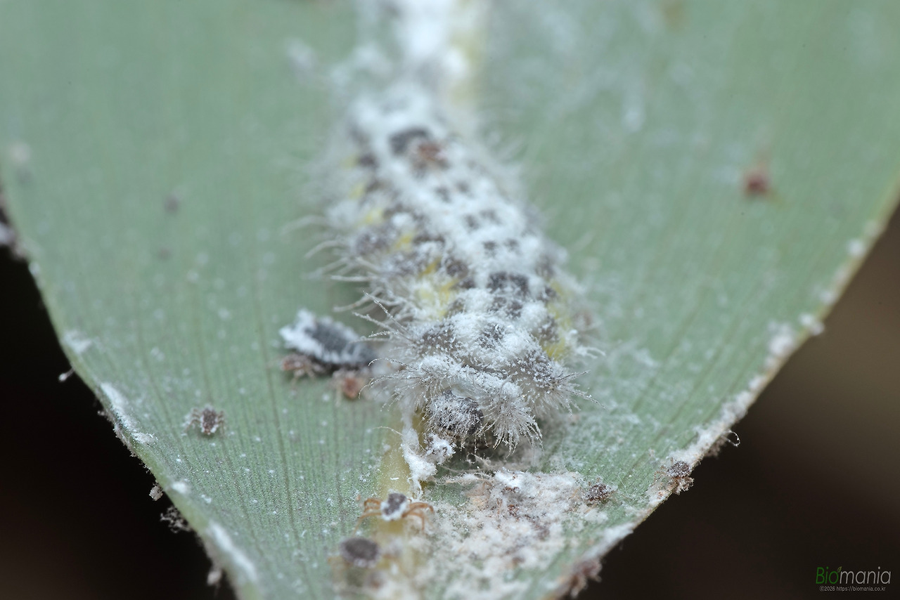 GJH_0033 바둑돌부전나비 애벌레 섭식.jpg