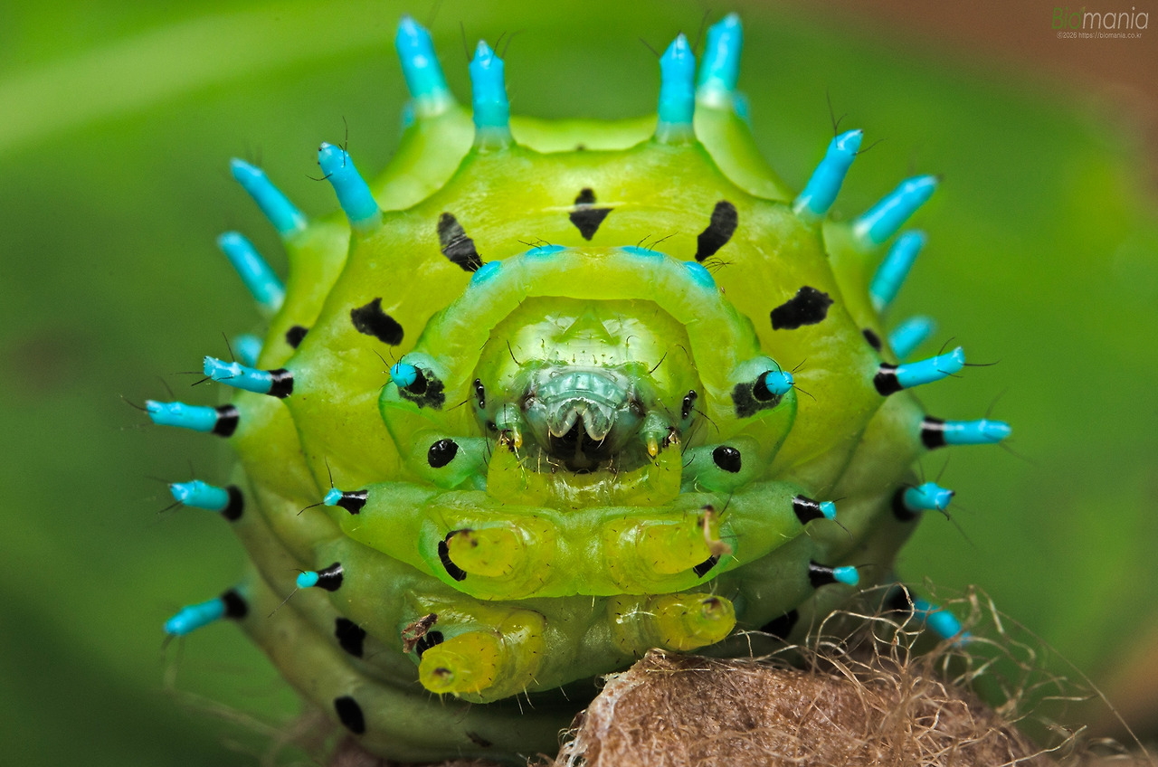 GJH_5563 가중나무고치나방 애벌레-Recovered.jpg