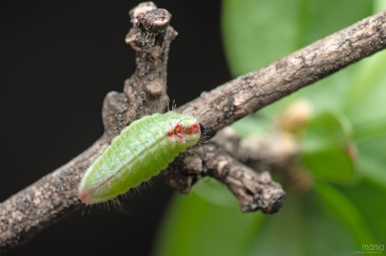 DSC_2648 선녀부전나비 애벌레.jpg