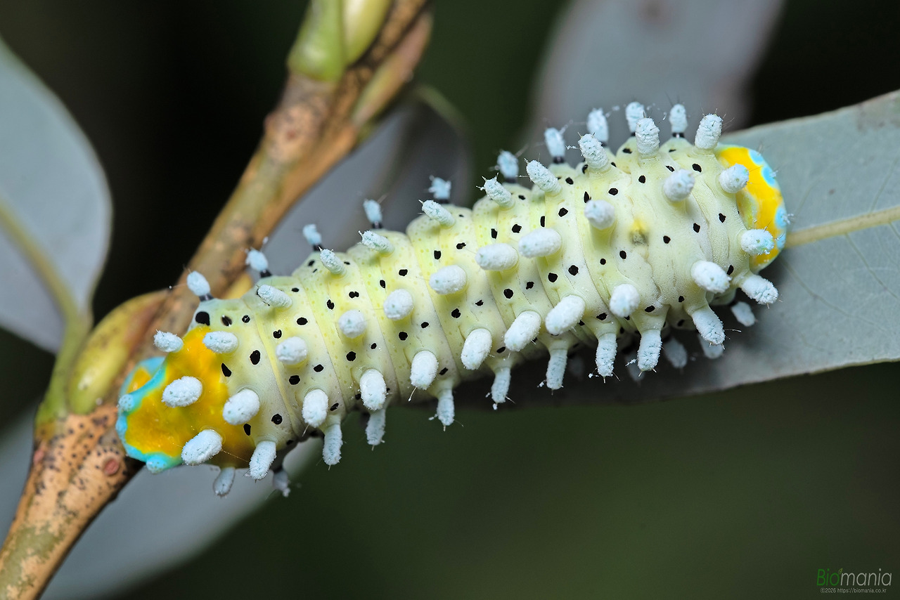 GJH_4410 가중나무고치나방 애벌레 버드나무.jpg