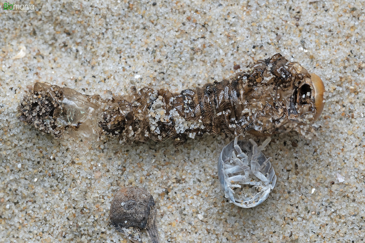 GZ0_4942 왕명주잠잘리 유충 먹이활동.jpg