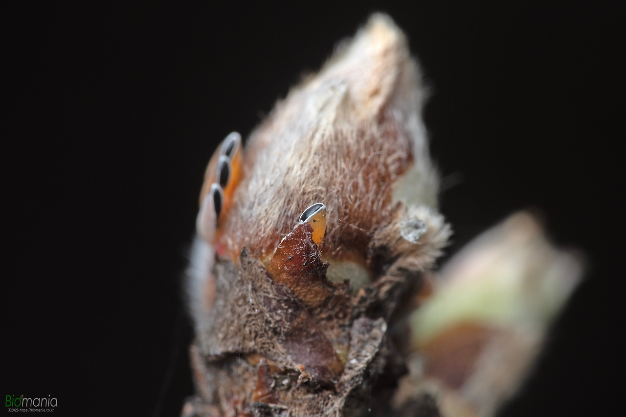 GJH_0973 설악거품벌레 알 복숭아나무.jpg