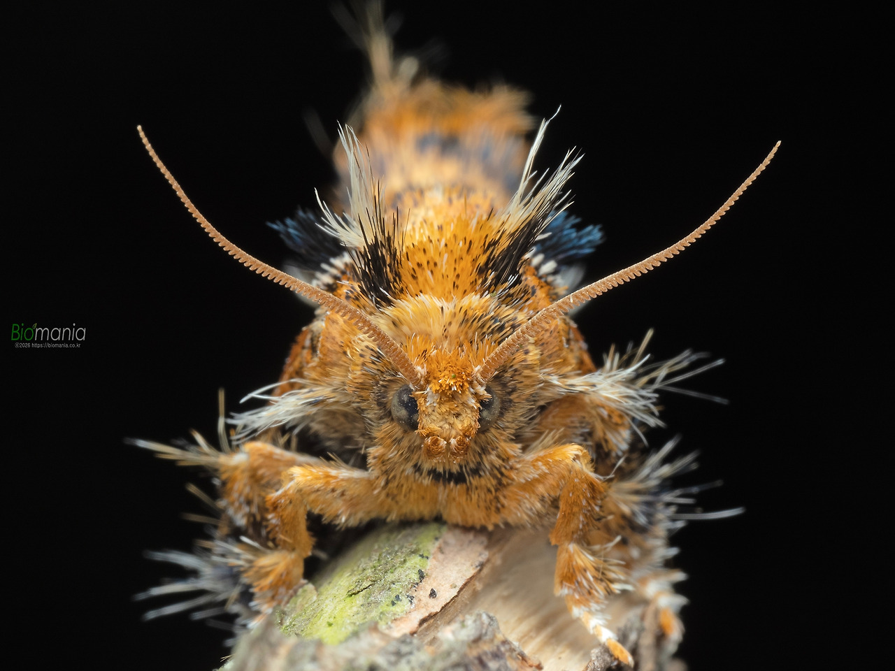 M6271449  끝검은쐐기나방.jpg