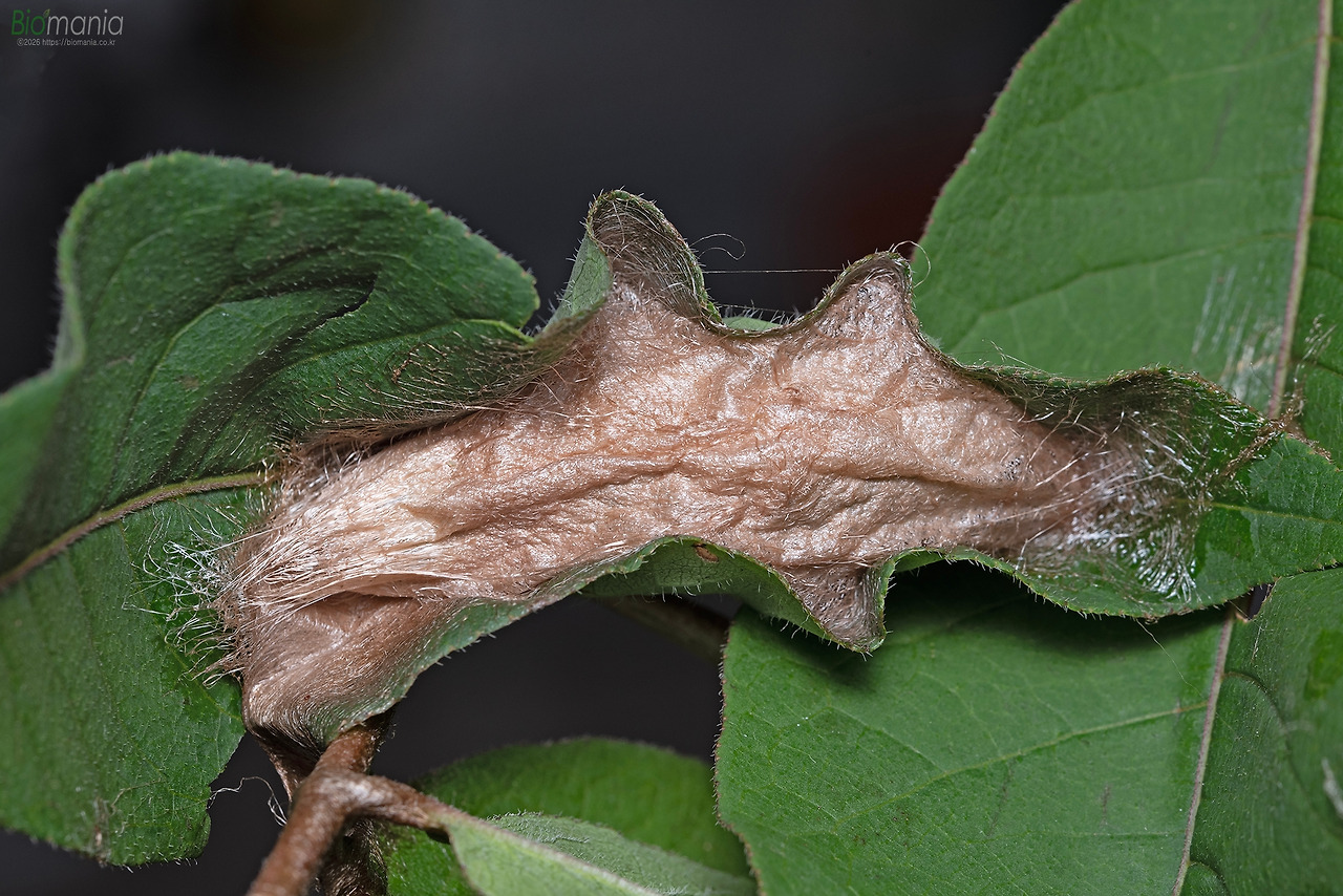 GJH_2818 가중나무고치나방 고치 황벽나무.jpg