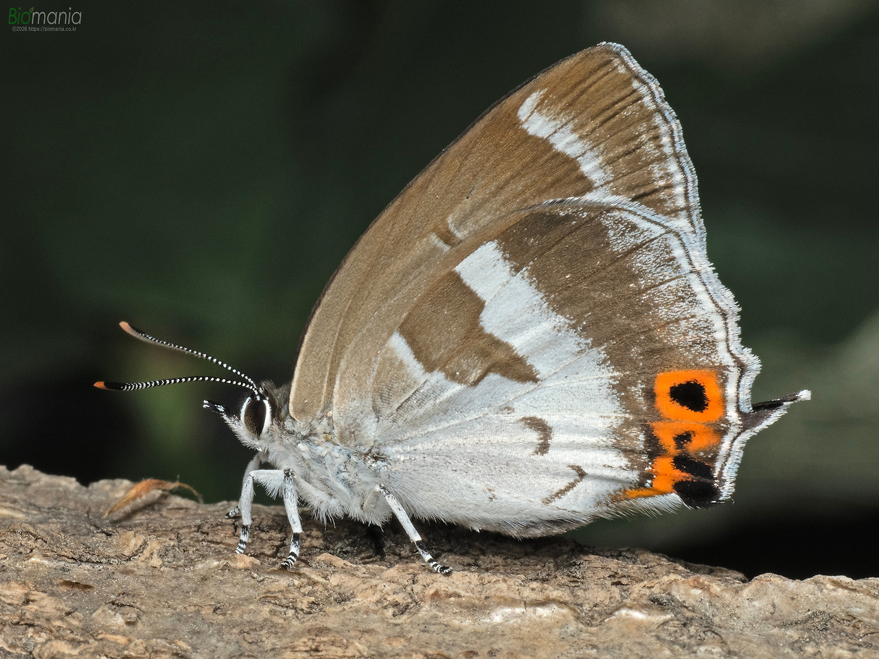 M5080670 남방녹색부전나비.jpg