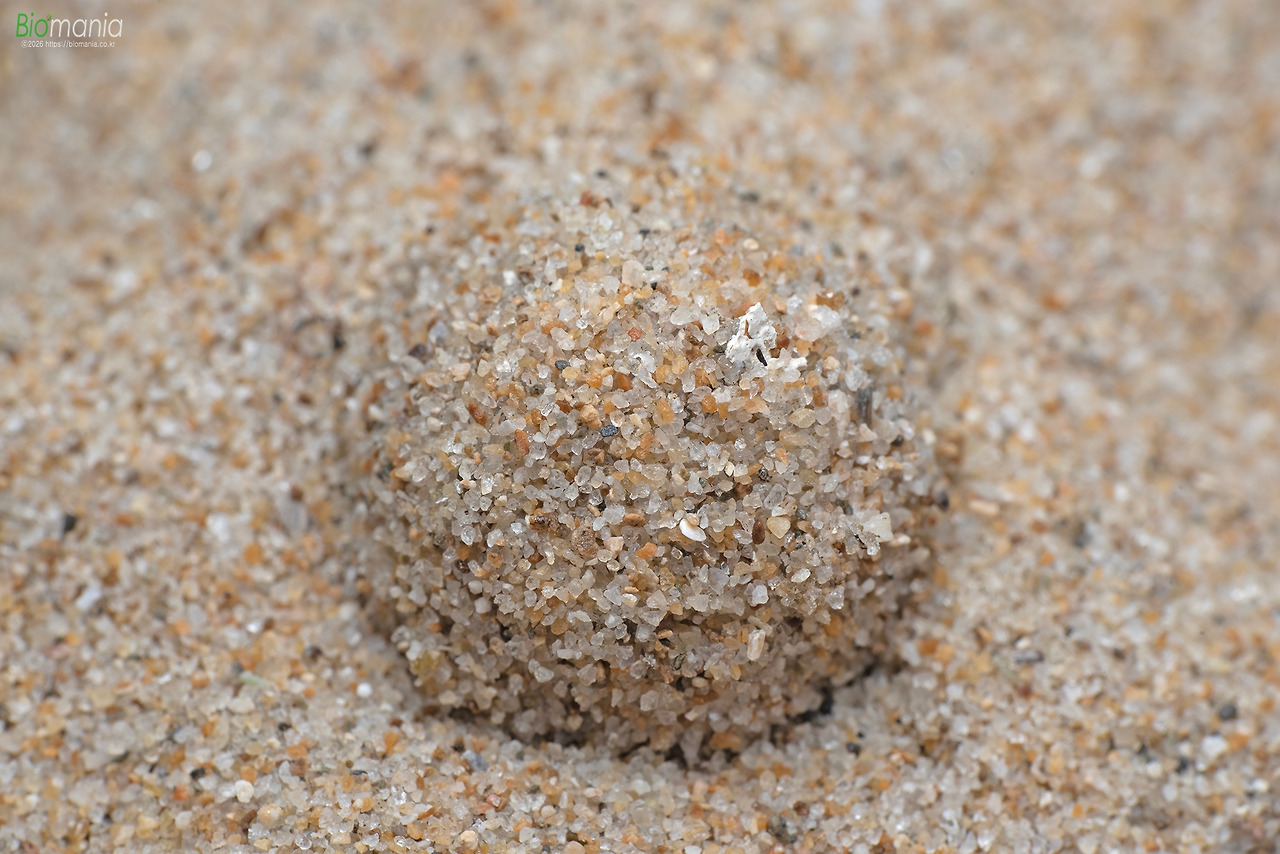 GJH_3926 왕명주잠자리 고치.jpg