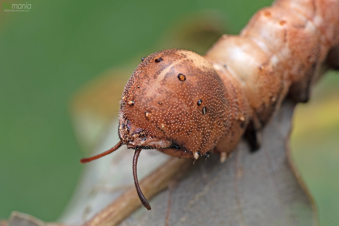 GJH_6283 꽃무늬재주나방 애벌레.jpg