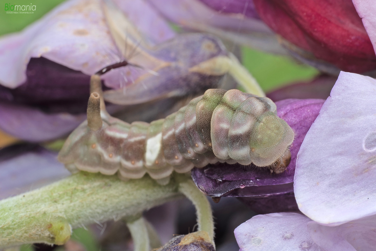 GJH_9157 뾰족부전나비 종령.jpg