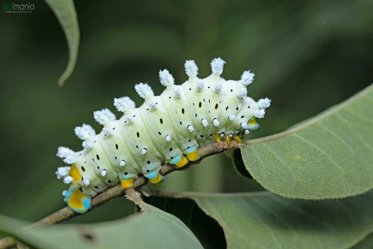 GJH_2473 가중나무고치나방 애벌레.jpg
