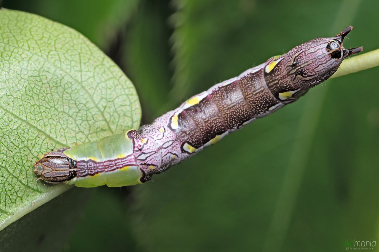 GJH_0474 먹무늬은재주나방 애벌레.jpg