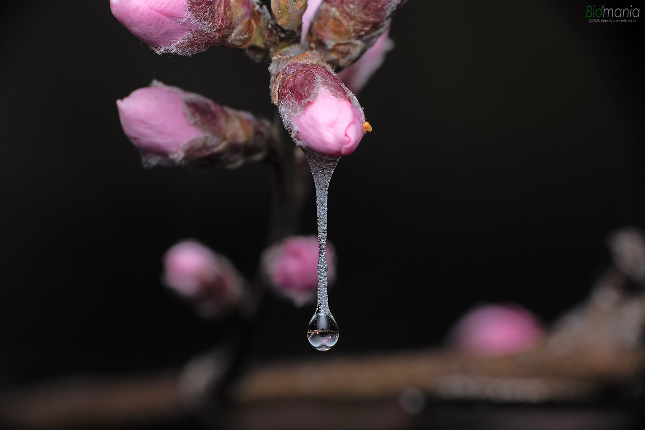 GJH_5773 설악거품벌레 거품.jpg