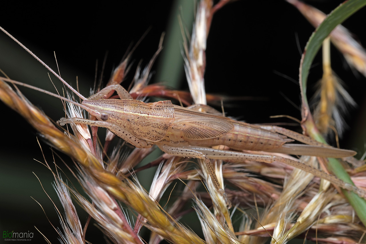 GJH_7614 꼬마여치베짱이 암컷 약충.jpg