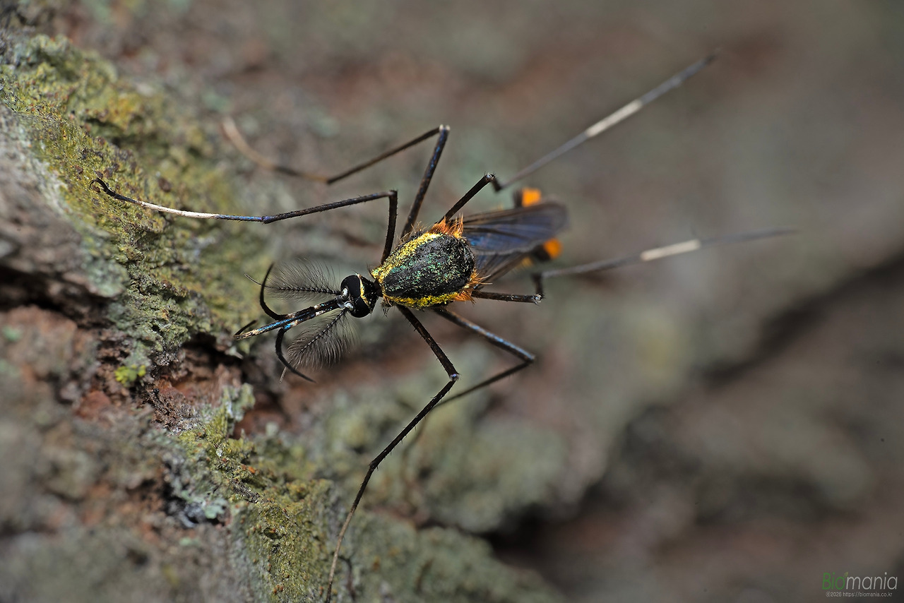 GJH_9913 광릉왕모기.jpg