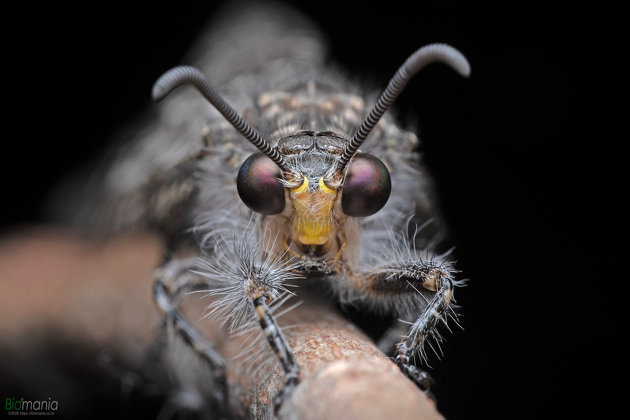 GJH_7936 왕명주잠자리.jpg