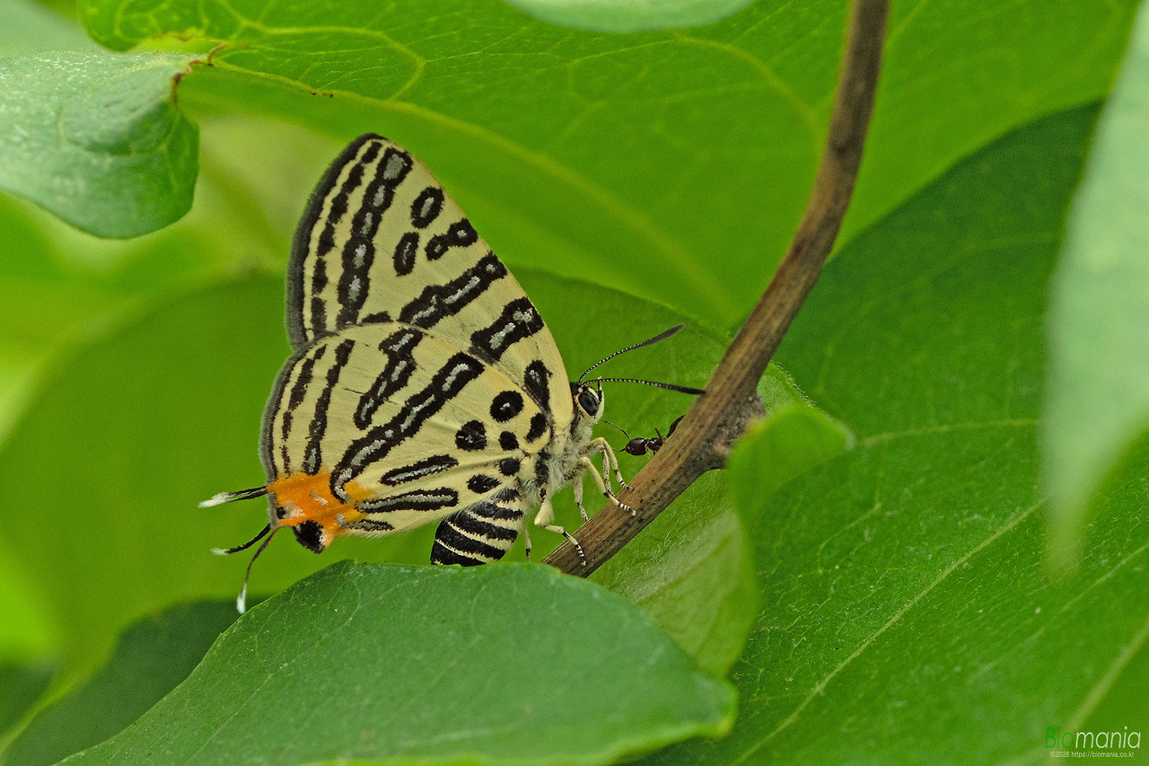 GJH_6631 쌍꼬리부전나비 산란.jpg