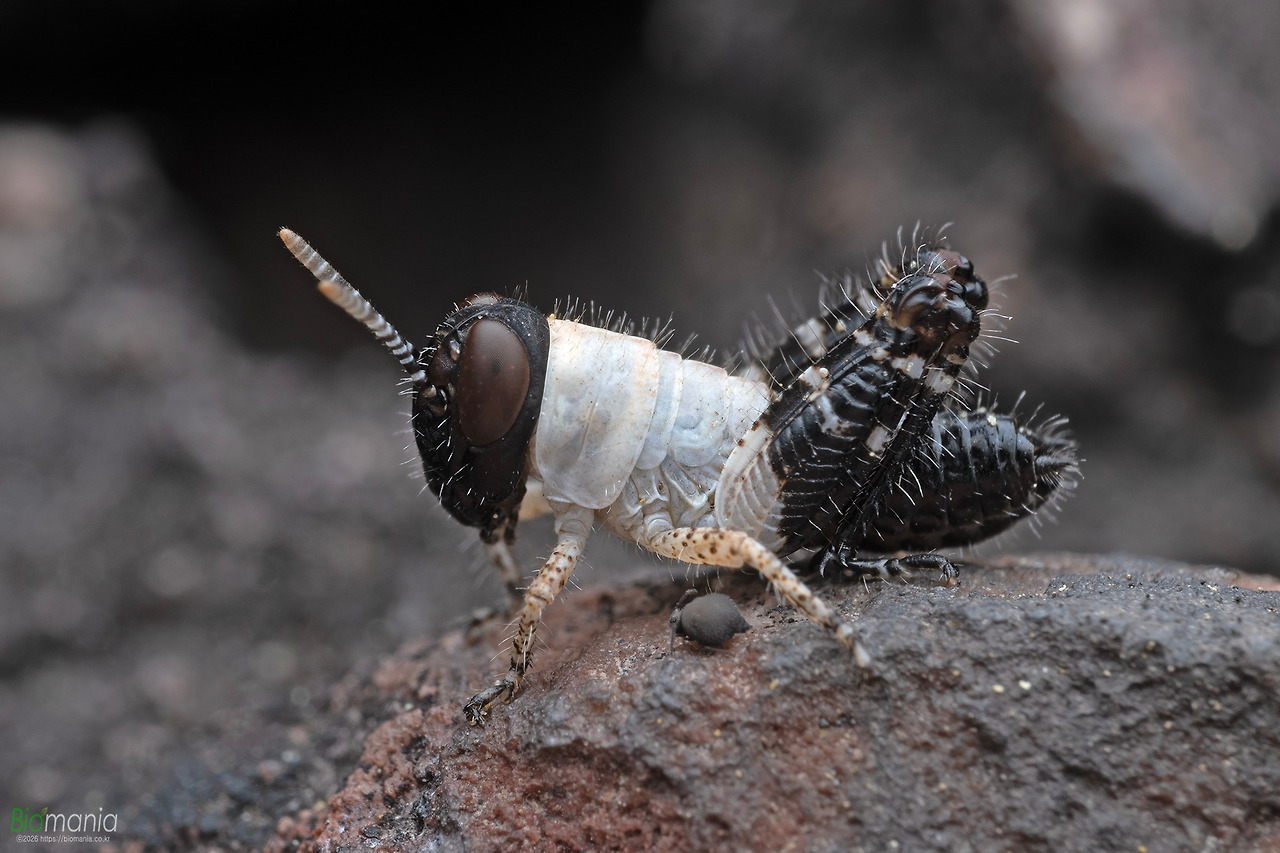 GZ0_9102 땅딸보메뚜기 1령.jpg