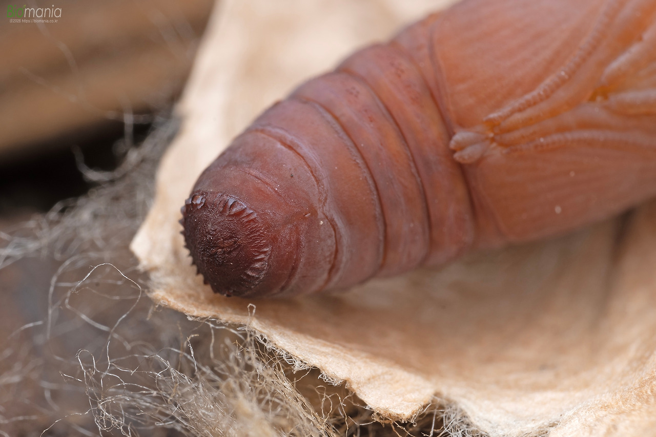 GZ0_8921 꽃무늬나방 번데기 소리기관!.jpg