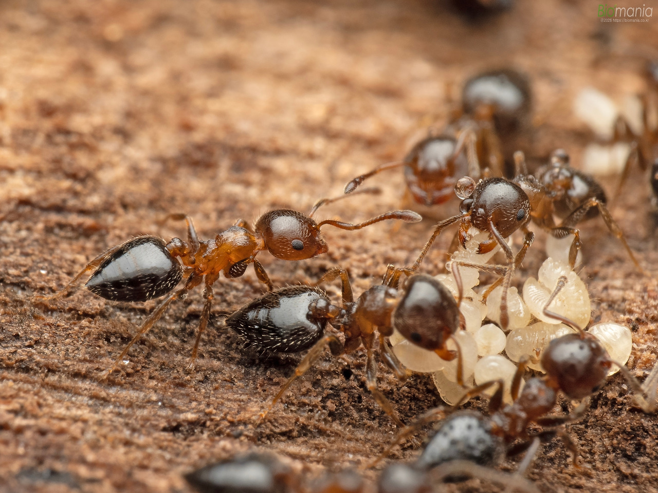 M3190007 마쓰무라밑드리개미1.jpg