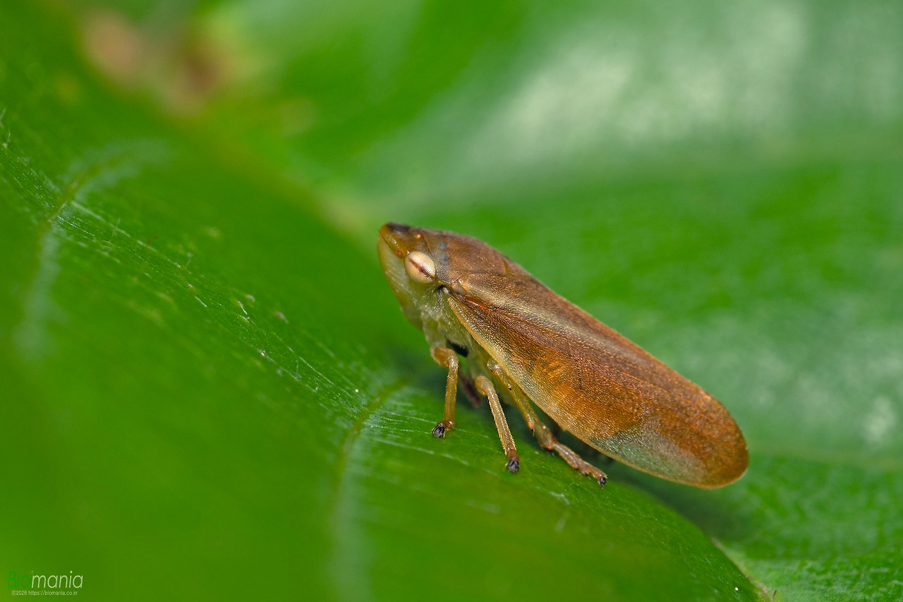 GJH_4013 설악거품벌레.jpg