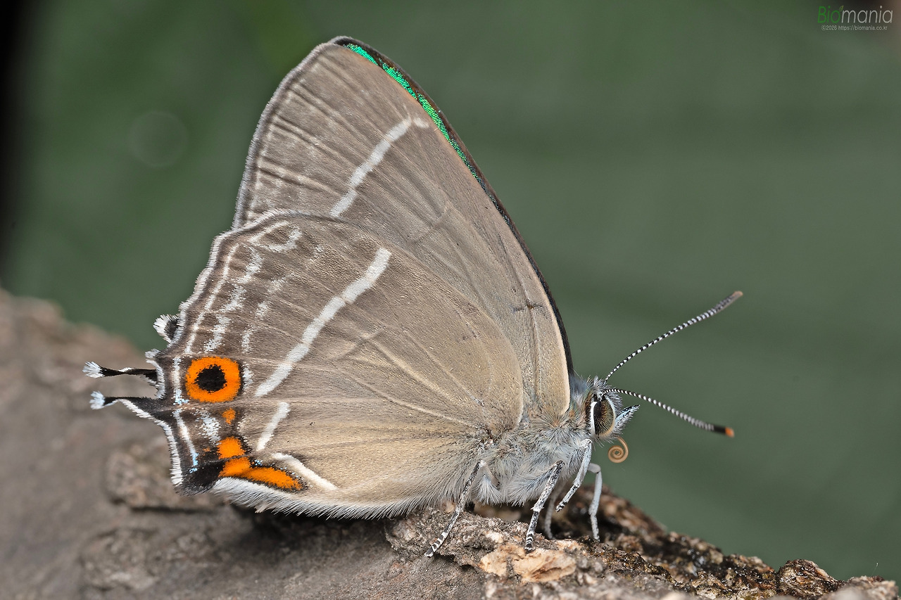 GZ0_9658 산녹색부전나비.jpg