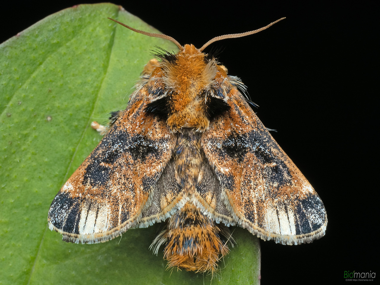 M6271347 끝검은쐐기나방.jpg