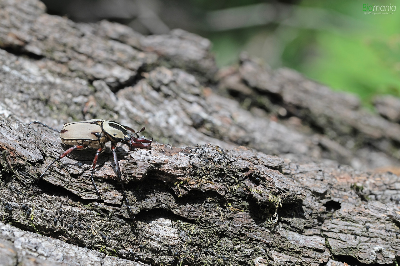 G78_0036 사슴풍뎅이.jpg