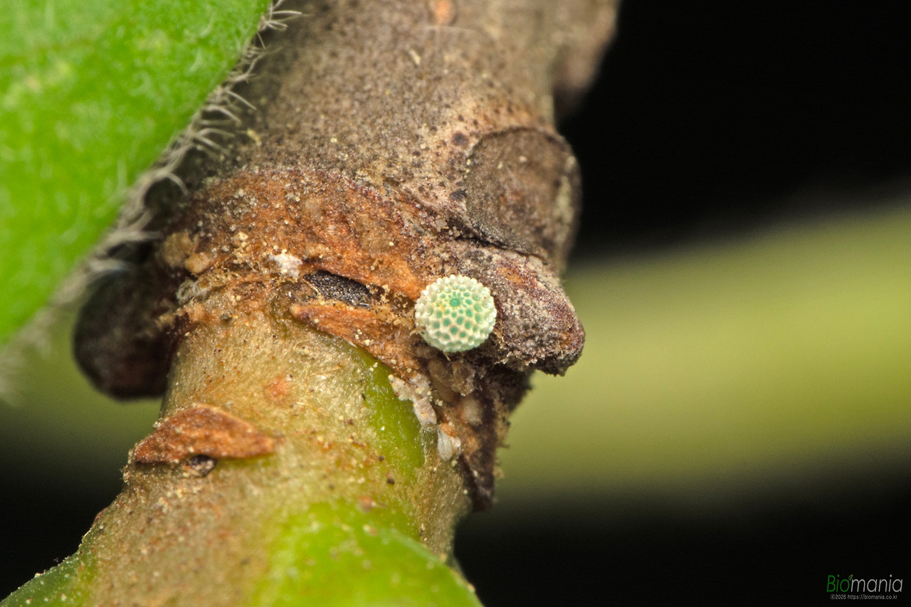 GJH_6650 쌍꼬리부전나비 알.jpg