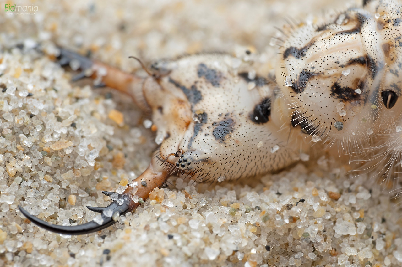 GZ0_5342 왕명주잠자리 유충.jpg