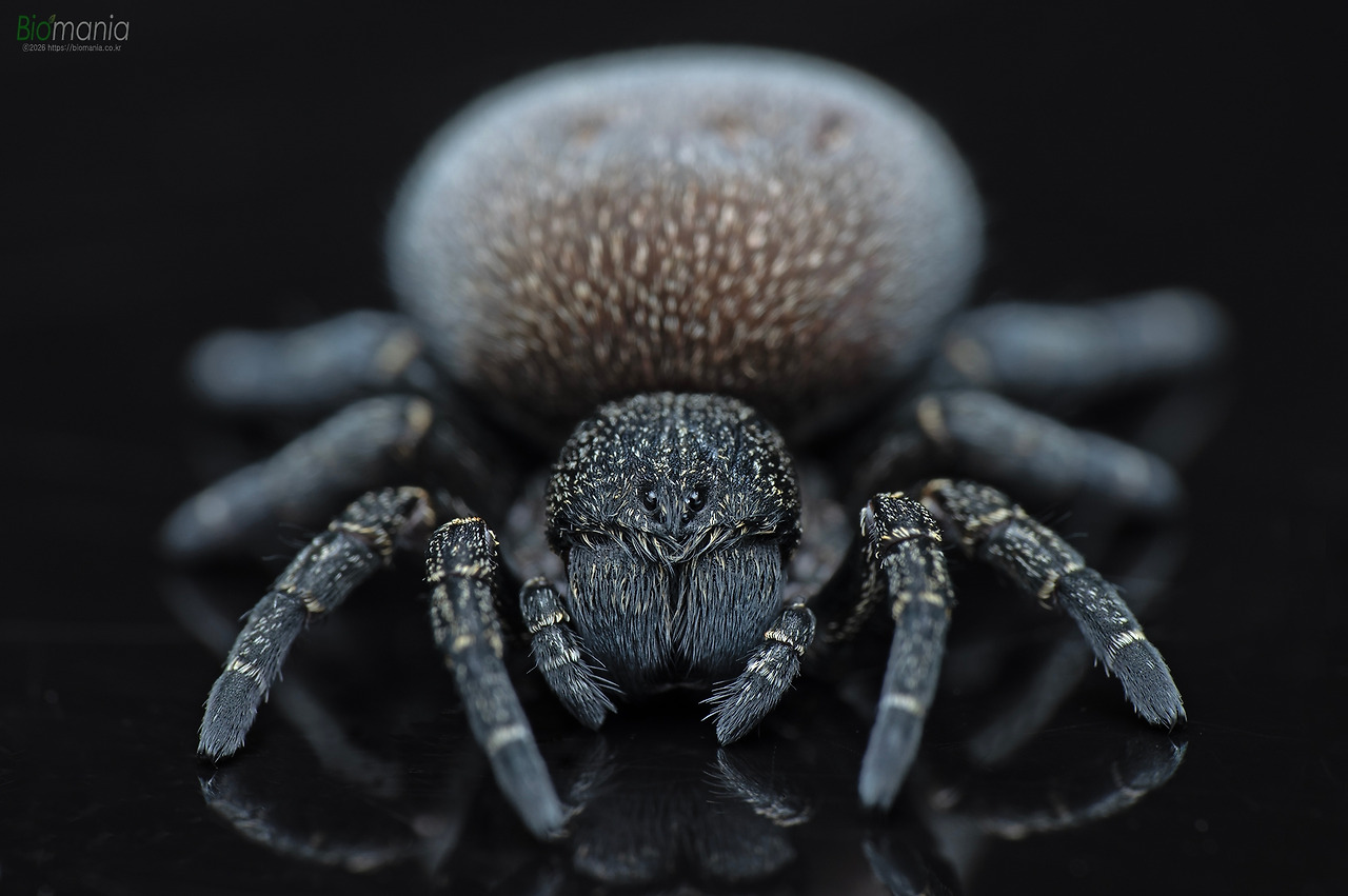 DSC_1505 주홍거미 암컷 유체.jpg